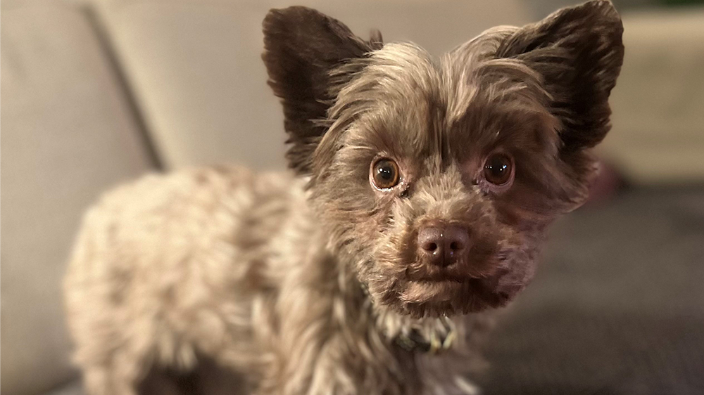 Photo of a little Yorkshire terrier with gray and brown fur.
